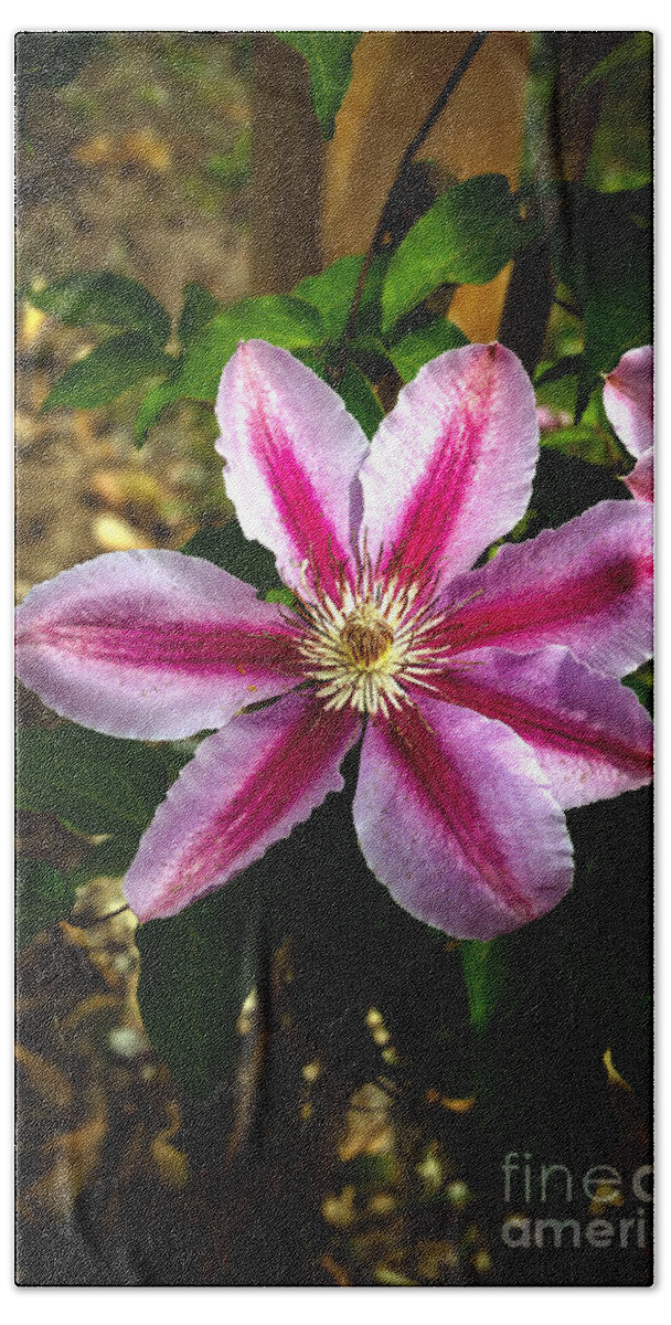 Clematis Beach Towel featuring the photograph Purple Clematis by Robert Bales