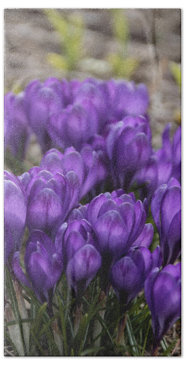Springtime Beach Towel featuring the photograph Purple crocus Flowers by Valerie Collins