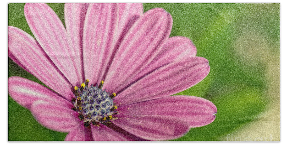 African Daisy Beach Towel featuring the photograph Purple african daisy by Martin Capek