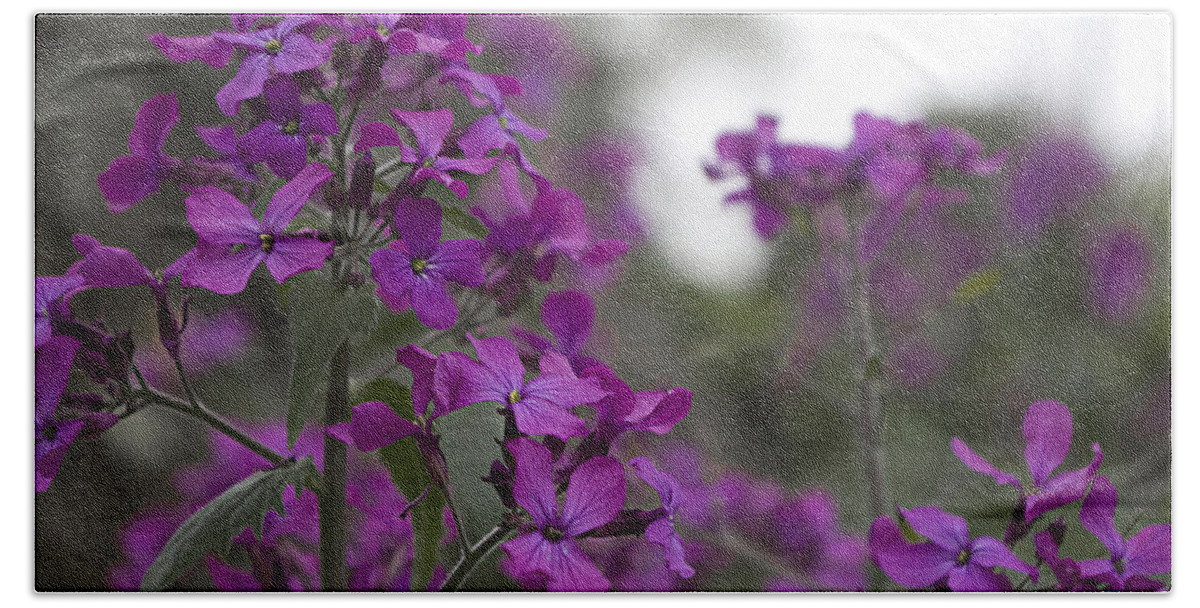 Purple Flowers Beach Towel featuring the photograph Purple Flowers by Sharon Popek