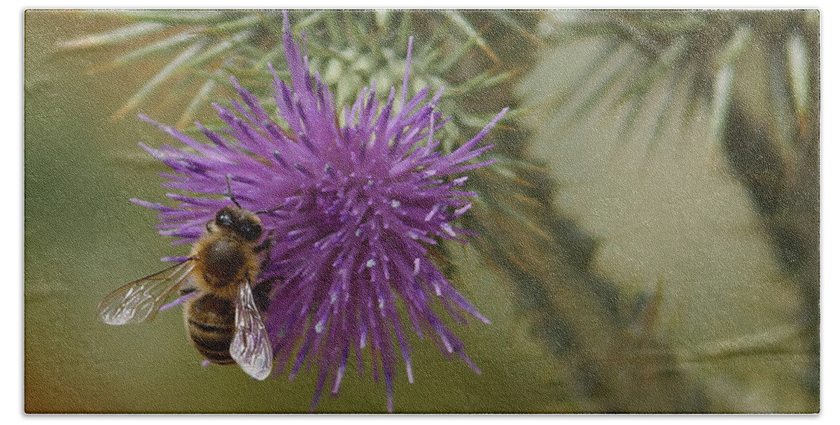 Thistle Beach Towel featuring the photograph Purple Glory 2 by Ernest Echols