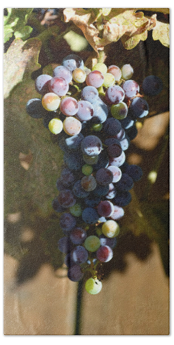 Purple Beach Sheet featuring the photograph Purple Grapes by Holly Blunkall