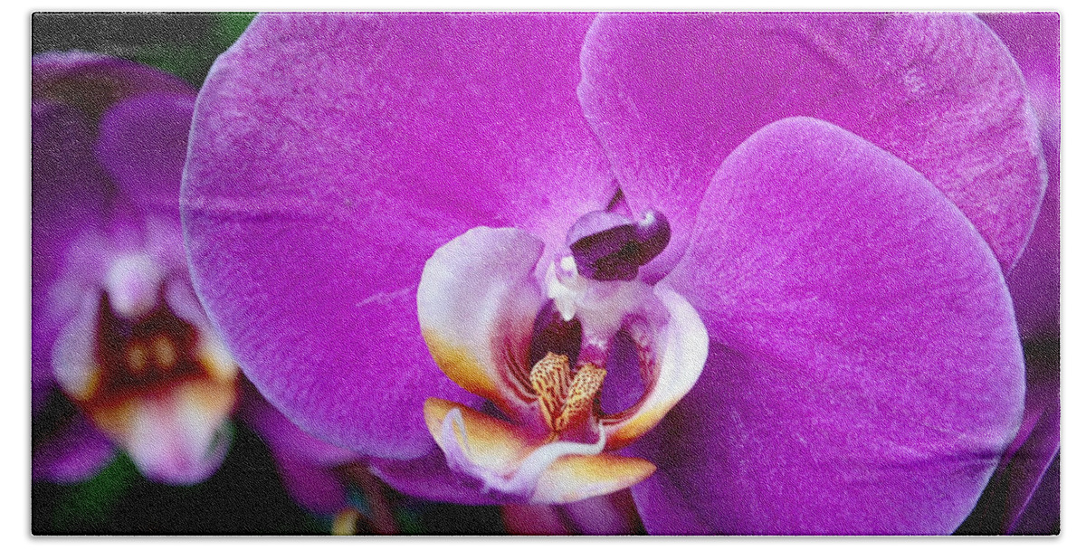 Orchid Beach Towel featuring the photograph Purple Orchid by Rona Black