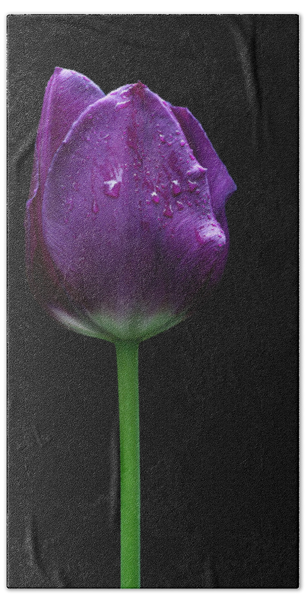 Beautiful Beach Sheet featuring the photograph Purple tulip by Ivan Slosar