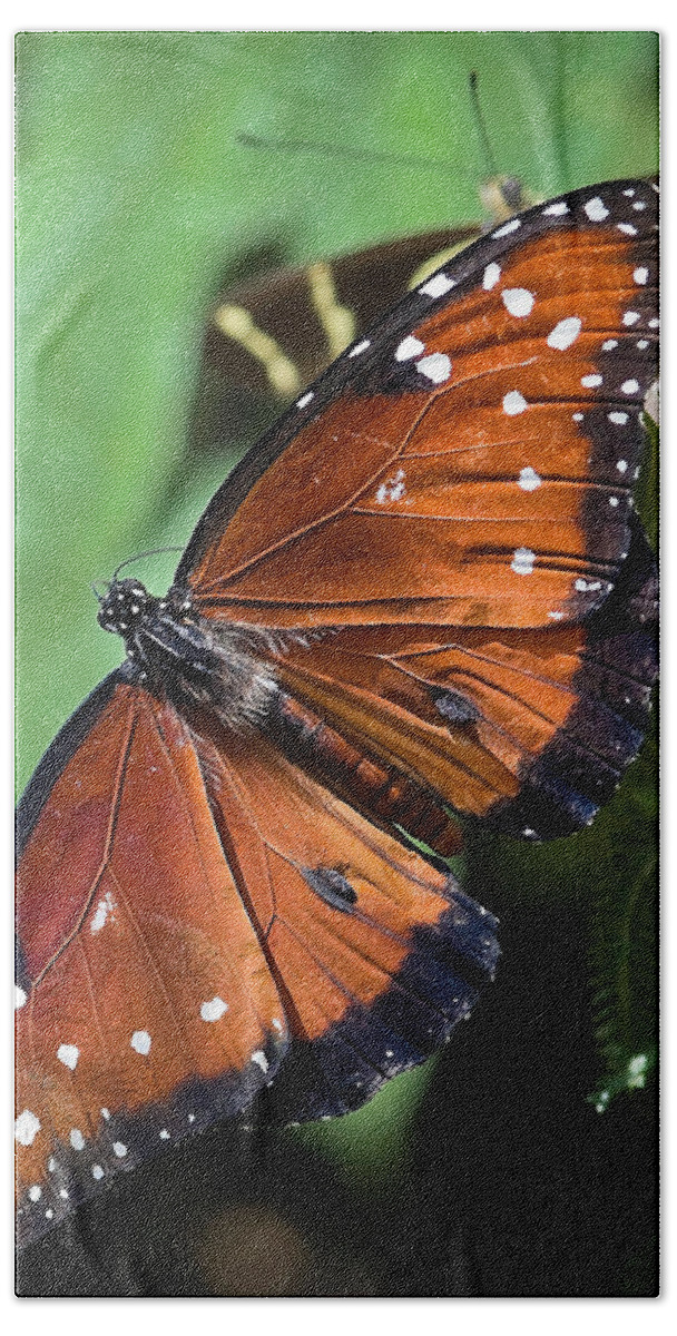 3scape Photos Beach Sheet featuring the photograph Queen Butterfly by Adam Romanowicz