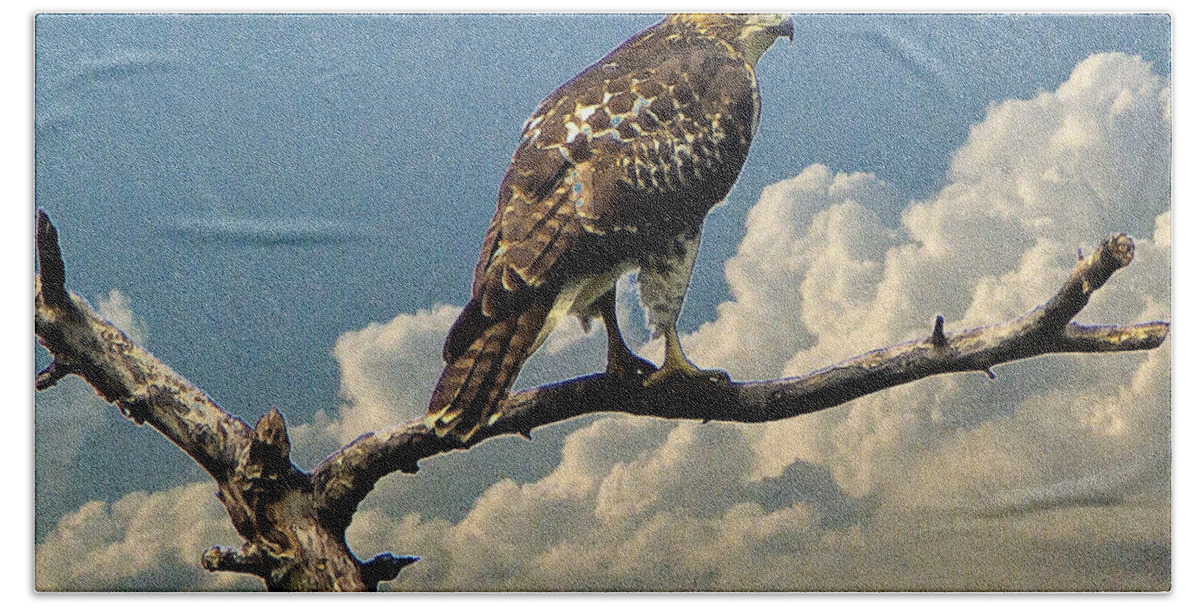 Cape Cod Beach Sheet featuring the photograph Quivett Creek Marsh Red-tailed Hawk by Constantine Gregory