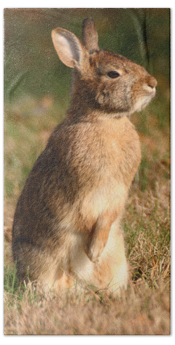 Wildlife Beach Towel featuring the photograph Rabbit Standing in the Sun by William Selander