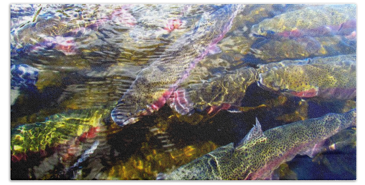 Rainbow Trout Beach Towel featuring the photograph Rainbow Trout II by Carol Montoya