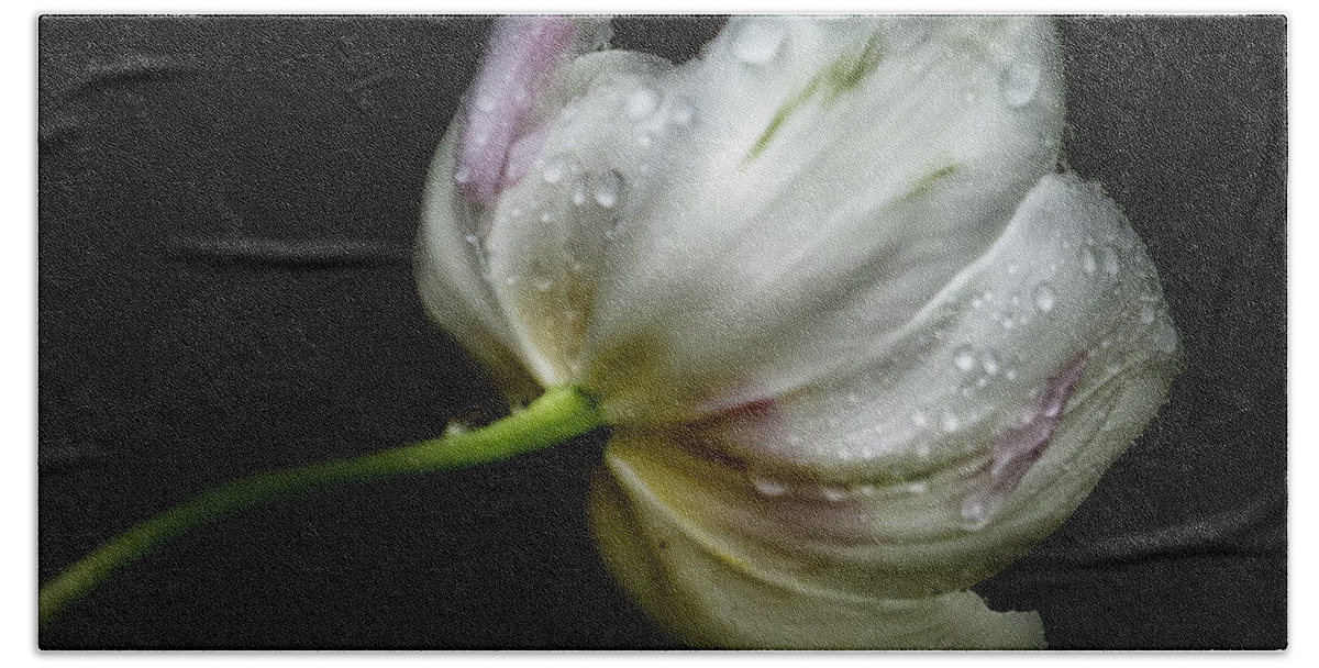 Tulip Beach Towel featuring the photograph Raindrops on a Tulip by Belinda Greb