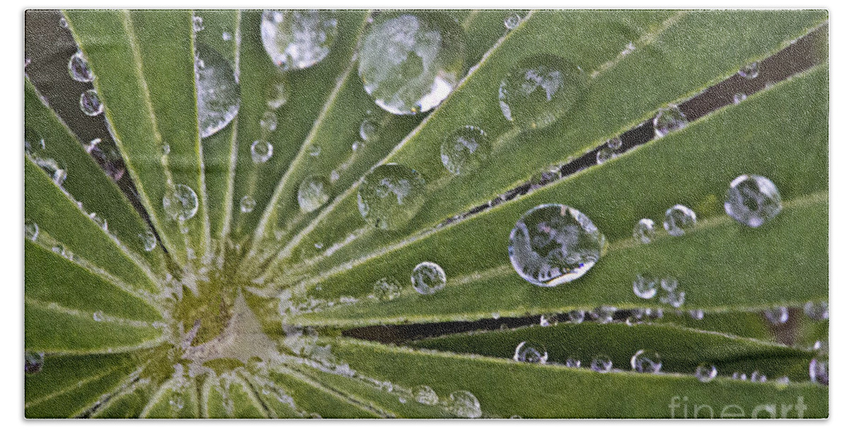 Drop Beach Towel featuring the photograph Raindrops on Lupin Leaf by Heiko Koehrer-Wagner