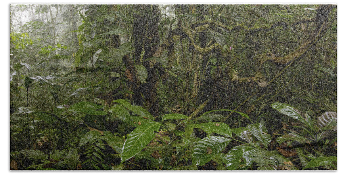 00210465 Beach Towel featuring the photograph Rainforest Andes Mountains Ecuador by Pete Oxford