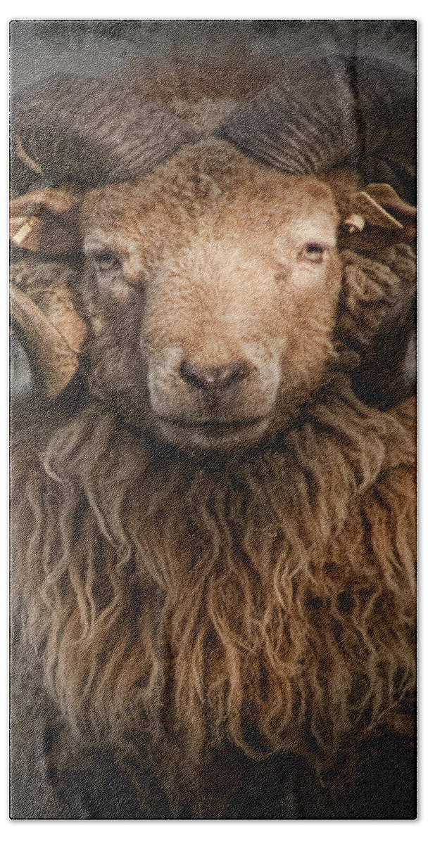 Art Beach Towel featuring the photograph Ram Portrait by Randall Nyhof