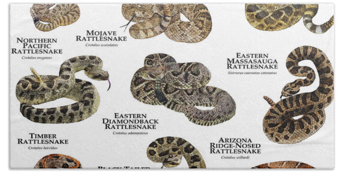 Animal Beach Towel featuring the photograph Rattlesnakes Of North America by Roger Hall