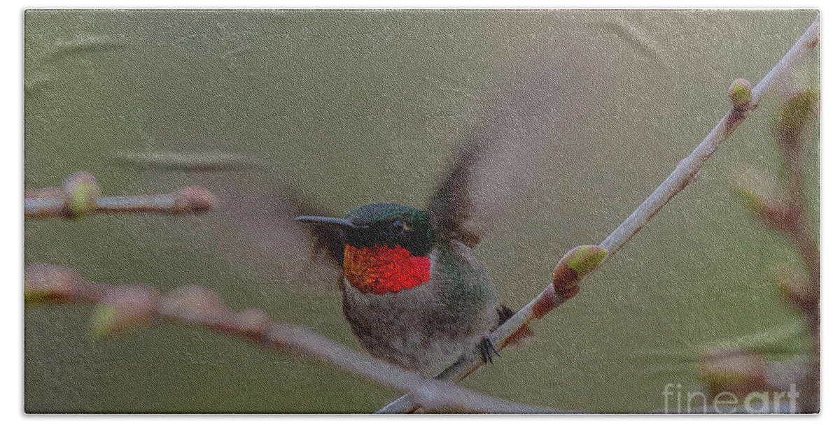 Landscape Beach Towel featuring the photograph Ready to Fly by Cheryl Baxter