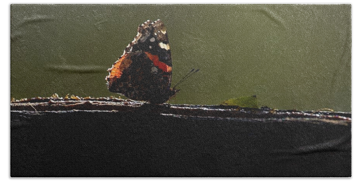 Red Admiral Beach Towel featuring the photograph Red Admiral Butterfly by Stuart Litoff