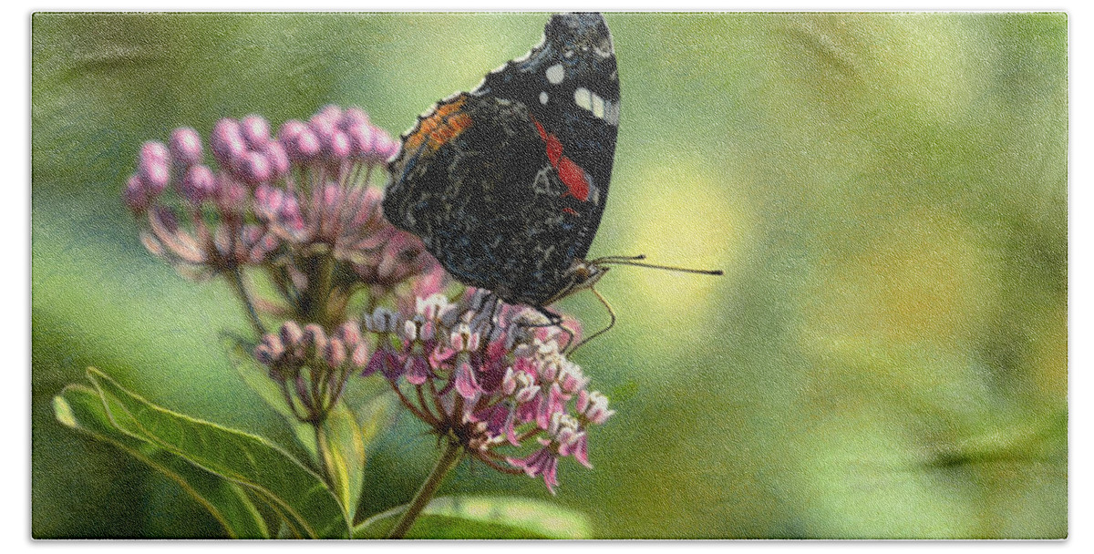 Butterfly Beach Towel featuring the drawing Red Admiral on Swamp Milkweed by Bruce Morrison