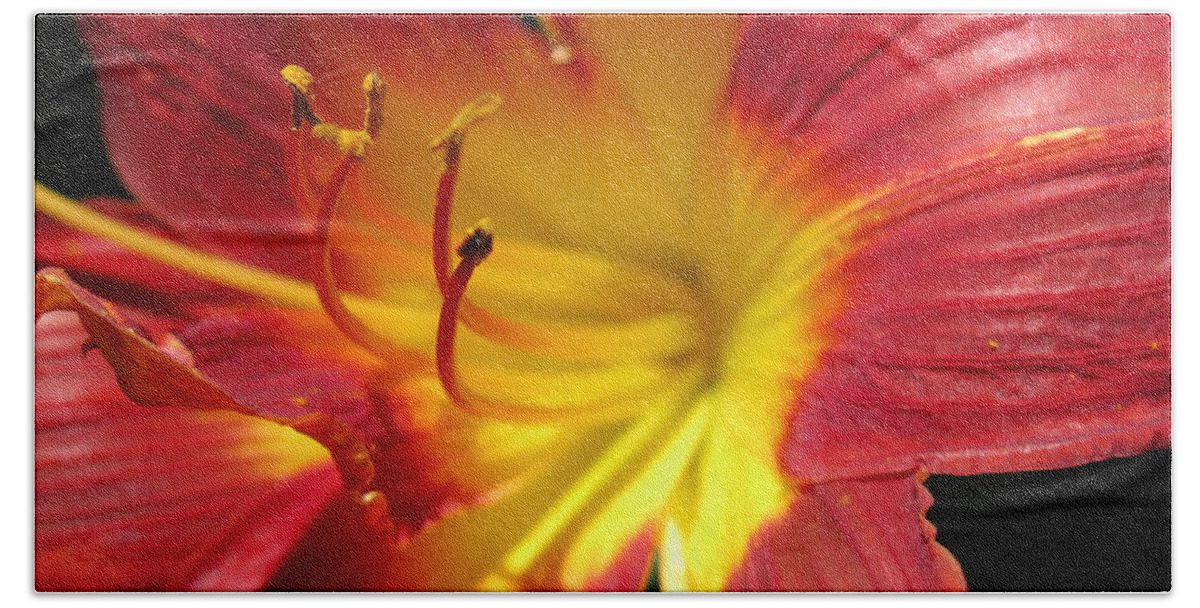 Red And Yellow Day Lily Beach Towel featuring the photograph Red and Yellow Day Lily by HEVi FineArt