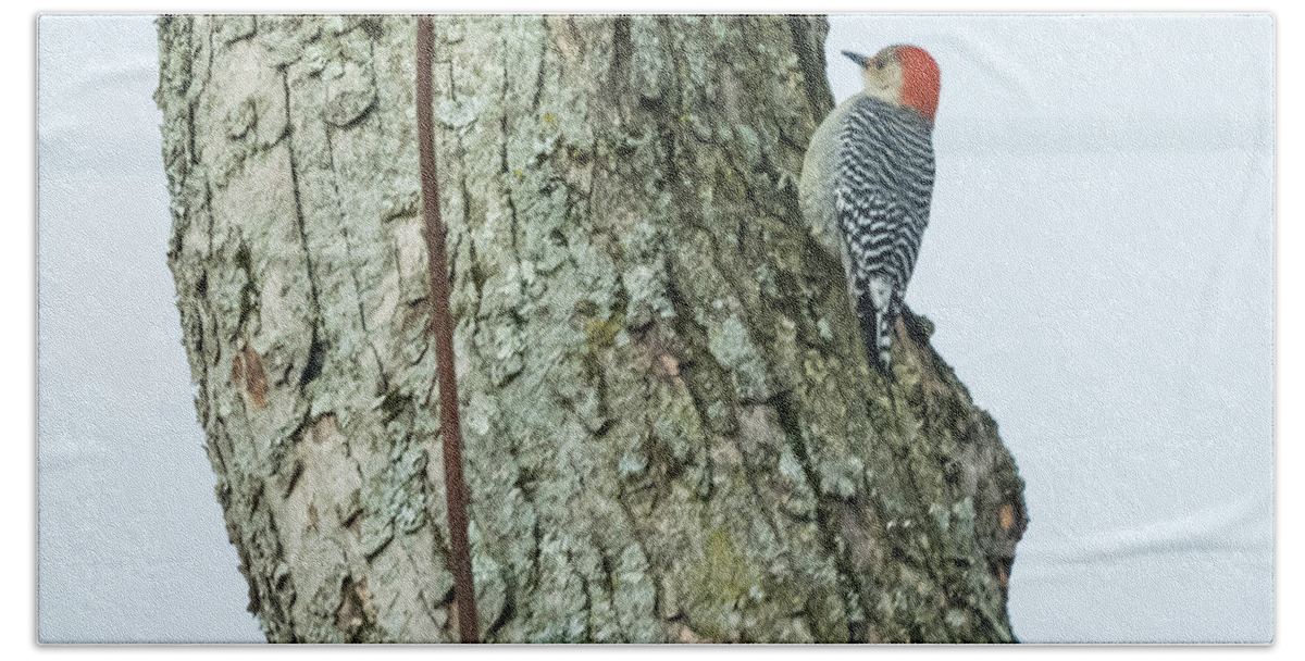Red Beach Towel featuring the photograph Red-Bellied Woodpecker by Holden The Moment