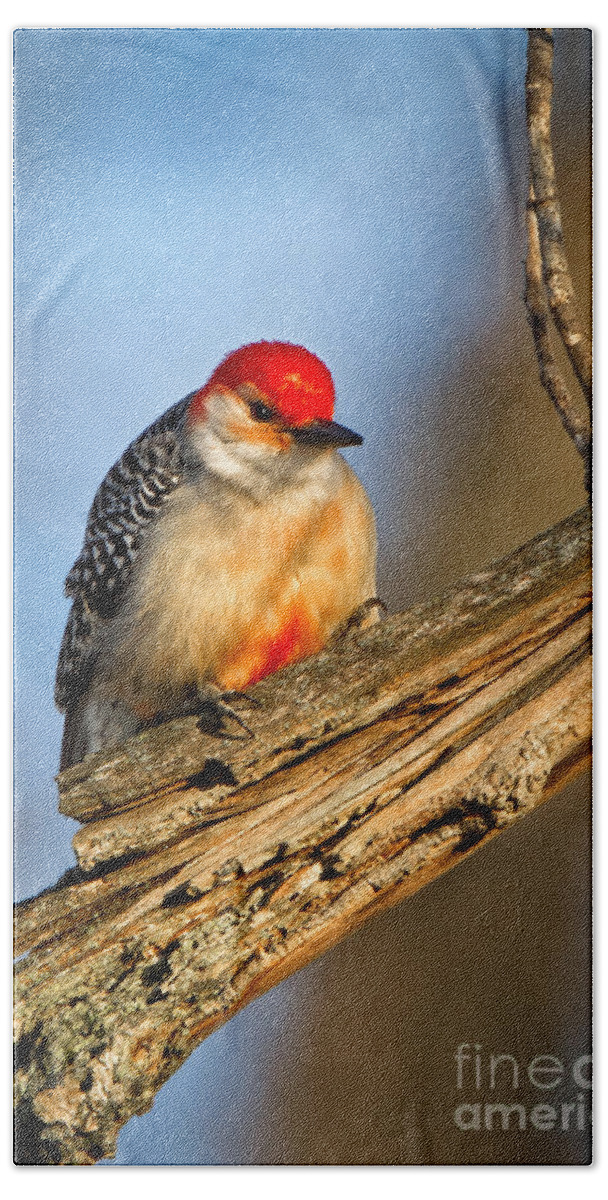 Award Winning Beach Towel featuring the photograph Red-bellied Woodpecker by Ronald Lutz