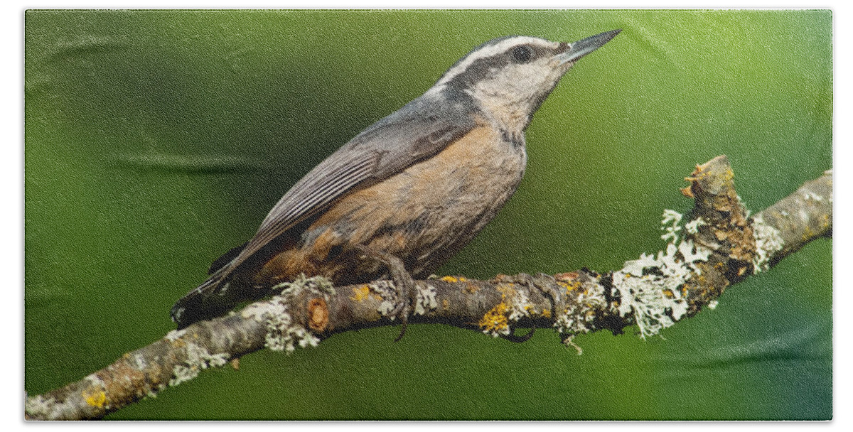 Animal Beach Towel featuring the photograph Red Breasted Nuthatch in a Tree by Jeff Goulden