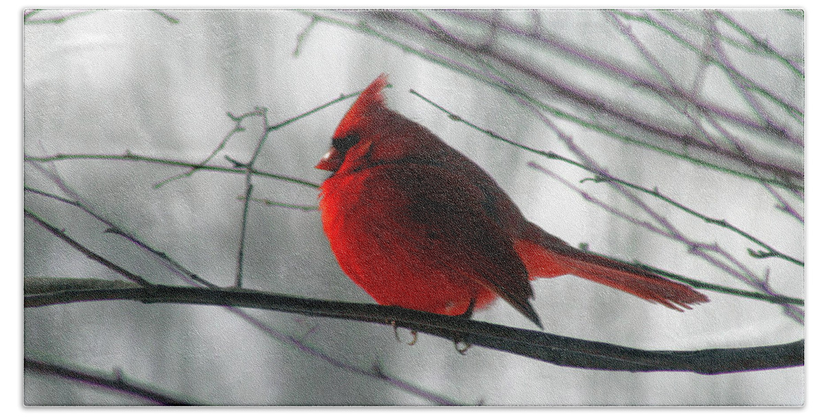 Cardinal Beach Towel featuring the photograph Red Cardinal on Winter Branch by Karen Adams
