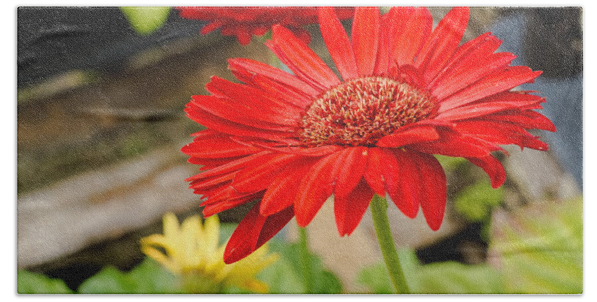 Gerbera Daisy Beach Towel featuring the photograph Red Daisy by Raul Rodriguez