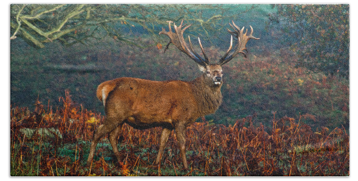 Red Deer Beach Towel featuring the photograph Red Deer Stag in Woodland by Scott Carruthers