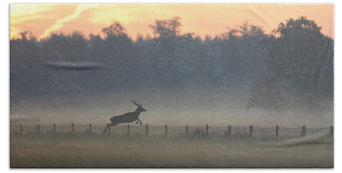 Ton Schenk Beach Towel featuring the photograph Red Deer Stag Jumping Fence by Ton Schenk