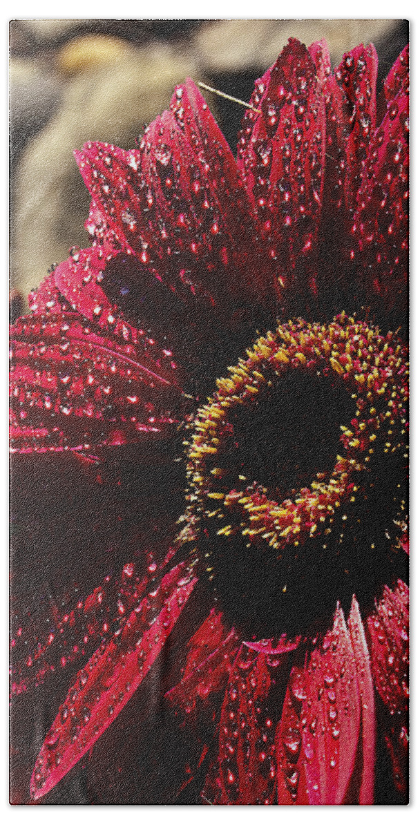 English Daisy Beach Sheet featuring the photograph Red Dew by Joe Schofield