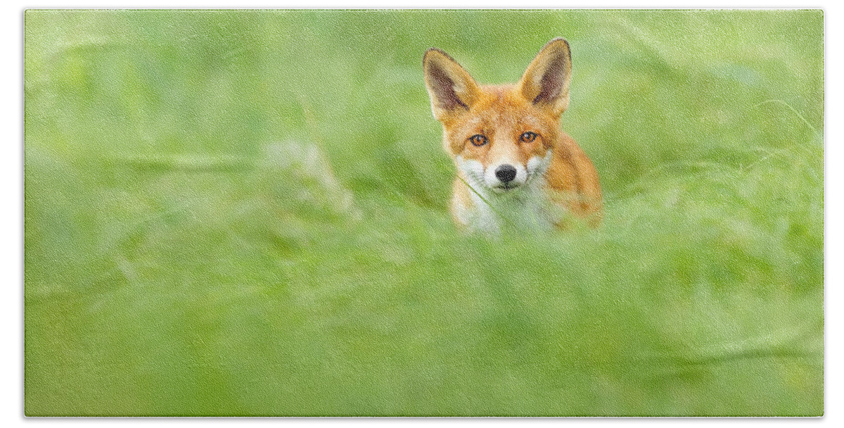 Fox Beach Towel featuring the photograph Red Fox in a Sea of Green by Roeselien Raimond