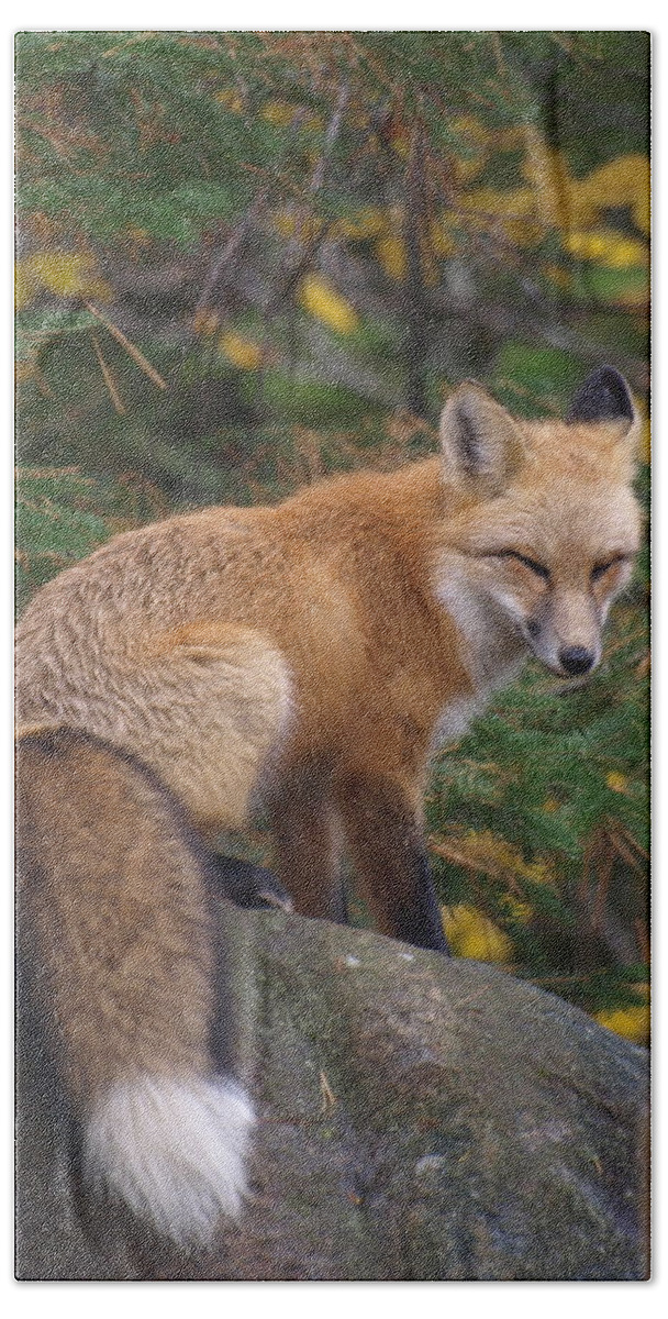 Foxes Beach Towel featuring the photograph Red Fox by James Peterson