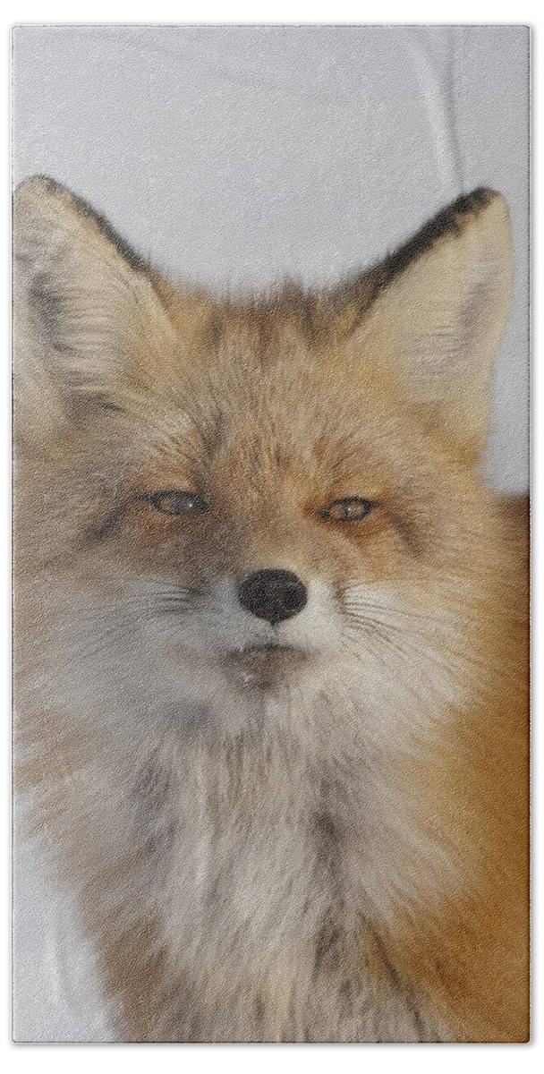 Feb0514 Beach Towel featuring the photograph Red Fox Portrait Alaska by Michael Quinton