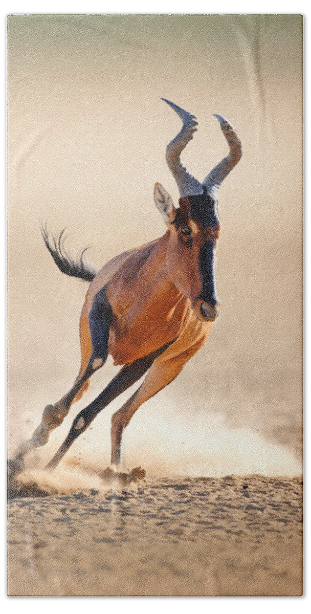Hartebeest Beach Towel featuring the photograph Red hartebeest running by Johan Swanepoel