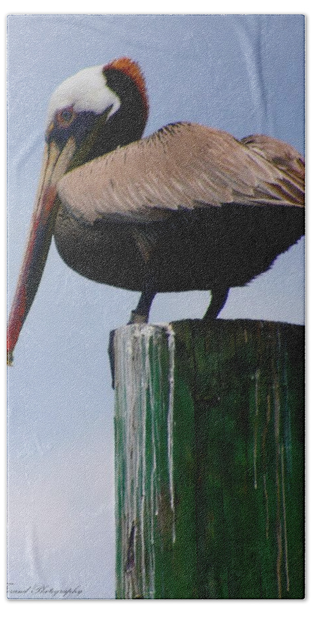 Pelican Beach Towel featuring the photograph Red Heads by Debra Forand