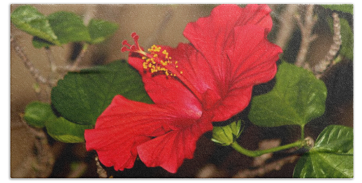 Red Beach Towel featuring the photograph Red Hibiscus Flower by Cynthia Guinn