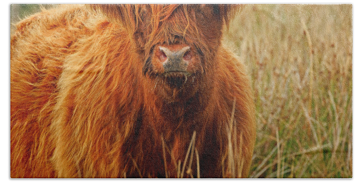 Red Beach Towel featuring the photograph Red Highland Cow by Louise Heusinkveld