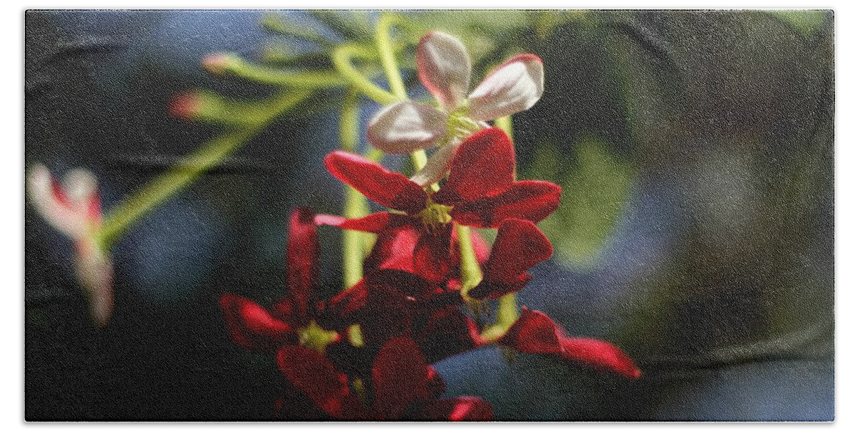 Red Flower Beach Sheet featuring the photograph Red Jasmine Blossom by Ramabhadran Thirupattur