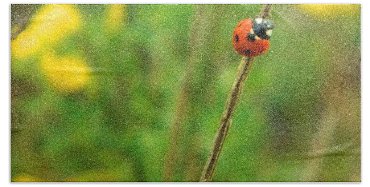 Ladybug Beach Towel featuring the photograph Red Ladybug by Gallery Of Hope 