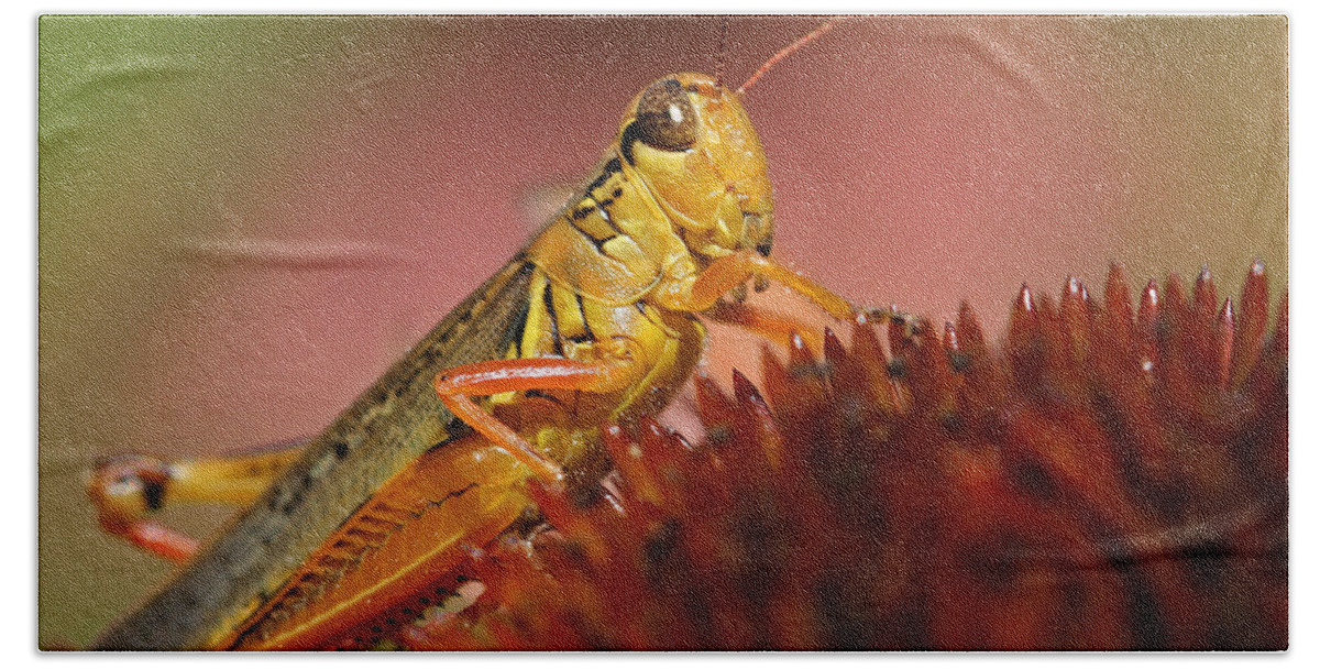 Grasshopper Beach Towel featuring the photograph Red Legged Locust by Juergen Roth