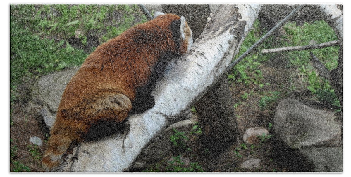  Beach Towel featuring the photograph Red Panda by Jim Hogg