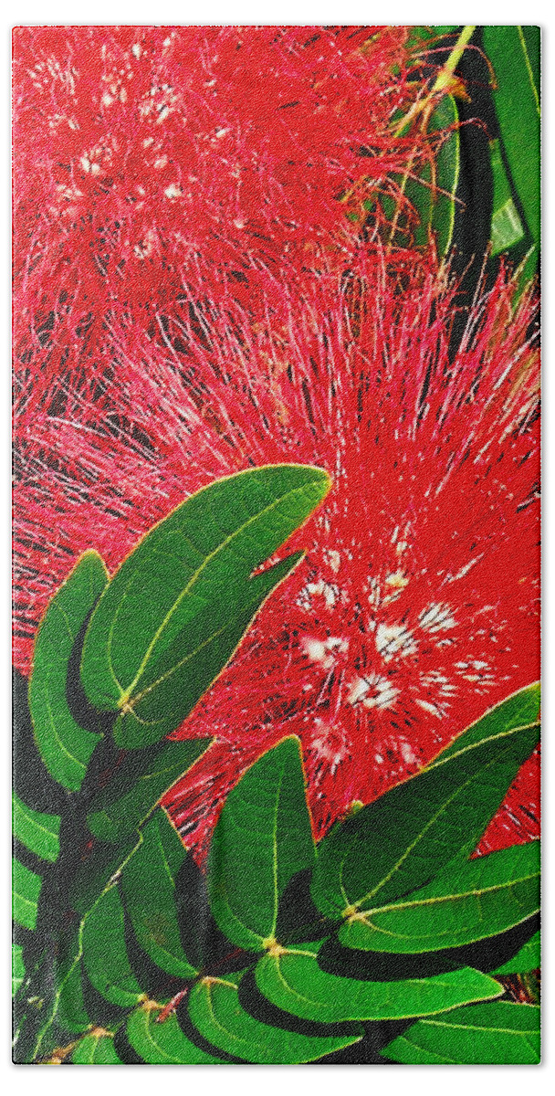 Red Powder Puff Beach Sheet featuring the photograph Red Powder Puff by James Temple