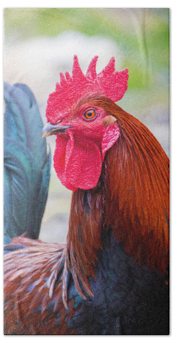 Rooster Beach Sheet featuring the photograph Red Rooster by Nicholas Blackwell