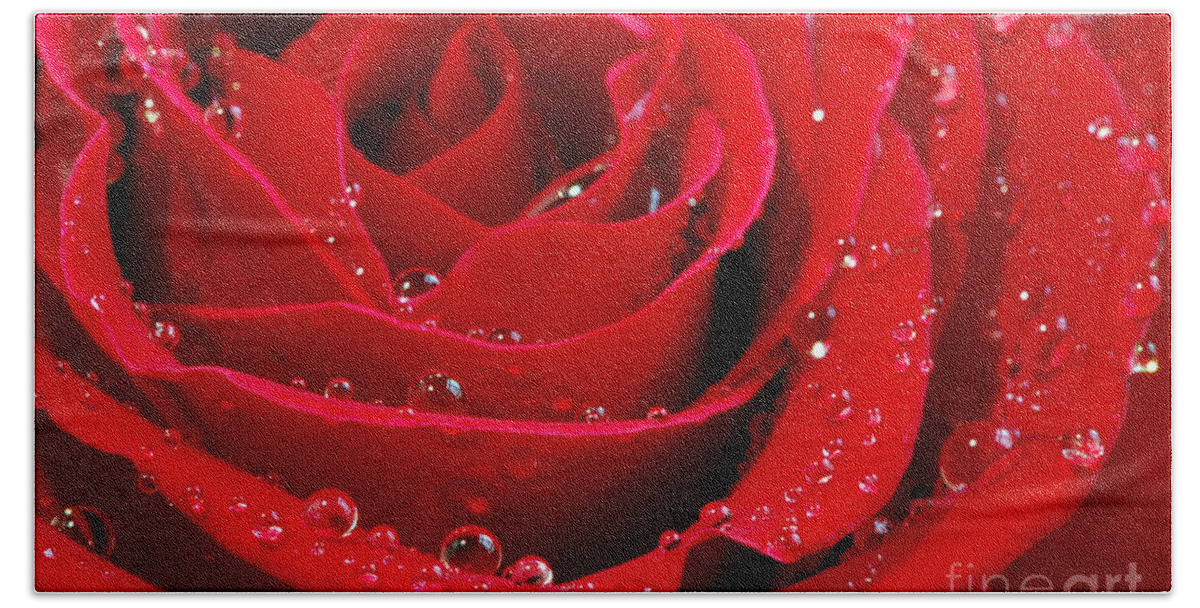 Red Beach Towel featuring the photograph Red rose by Elena Elisseeva