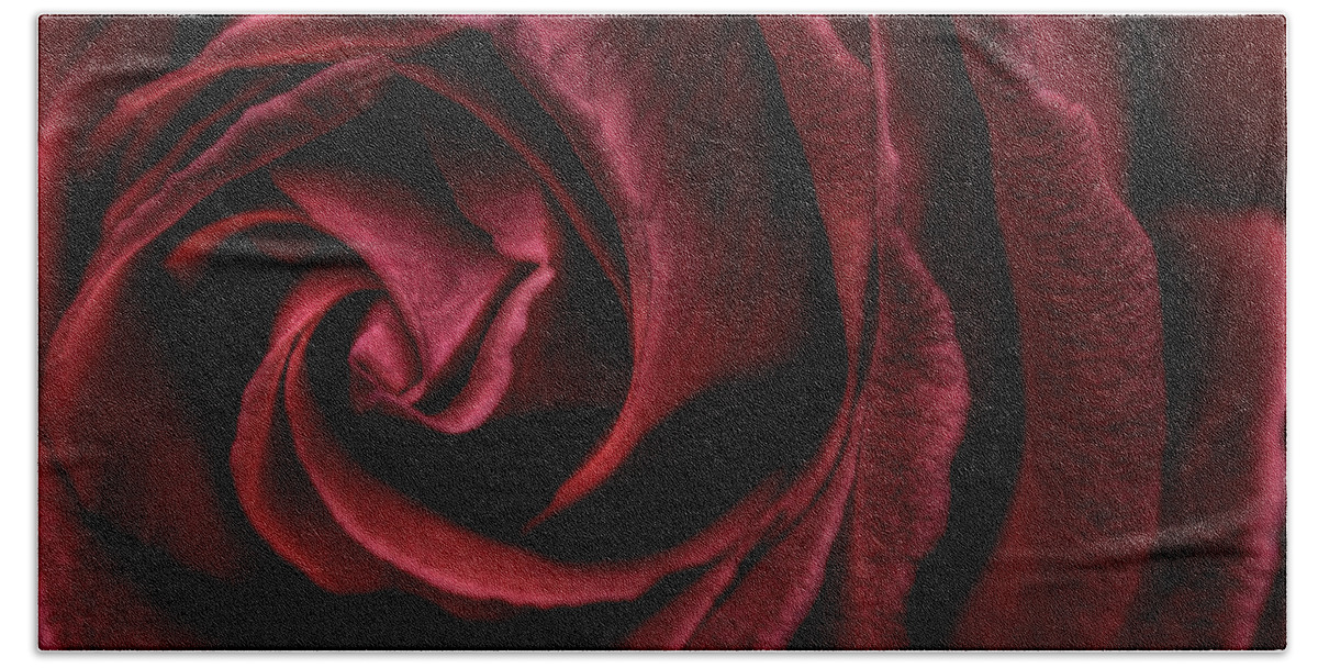 Red Beach Towel featuring the photograph Red Rose by Nigel R Bell