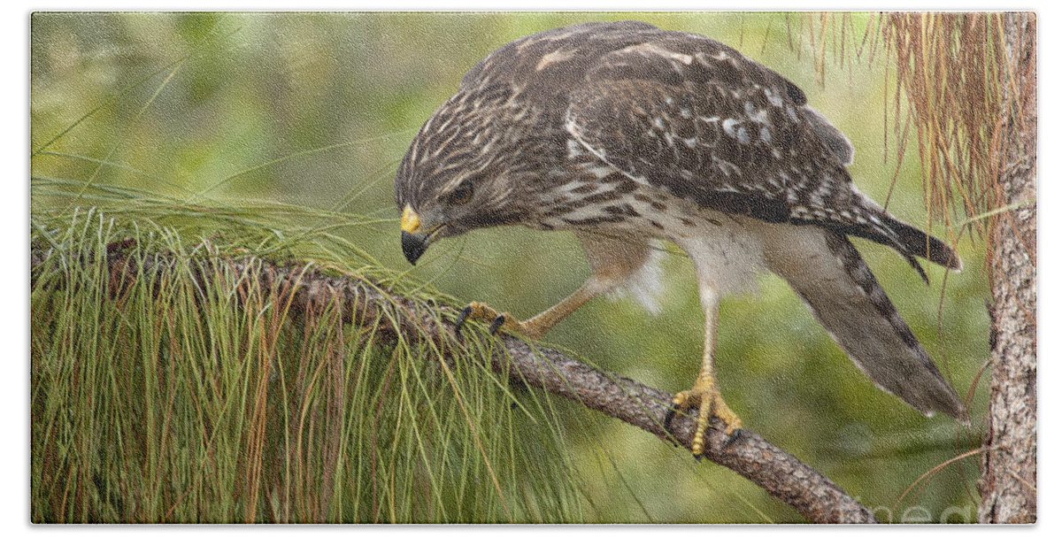Red-shouldered Hawk Beach Sheet featuring the photograph Red Shouldered Hawk Photo by Meg Rousher