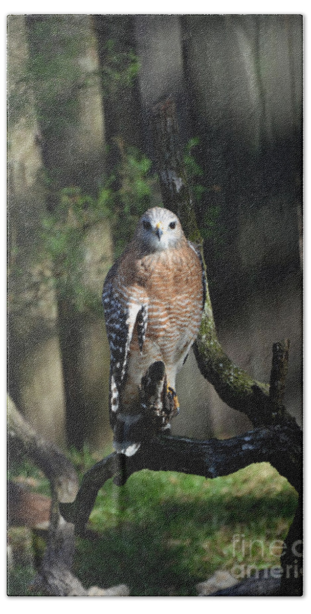 Red-shoulder Hawk Beach Towel featuring the photograph Red Shouldered-Hawk by Robert Meanor
