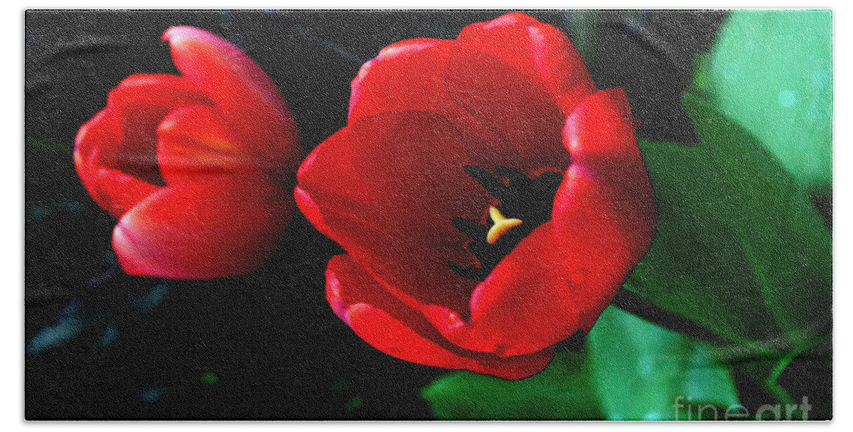 Tulip Beach Towel featuring the photograph Red Spring Tulip by Gwyn Newcombe