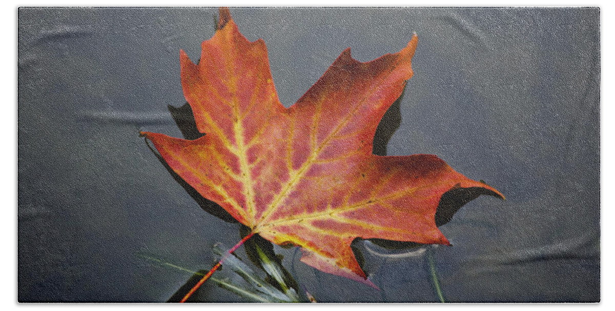 Leaf Beach Towel featuring the photograph Red Sugar Maple Leaf by Christina Rollo