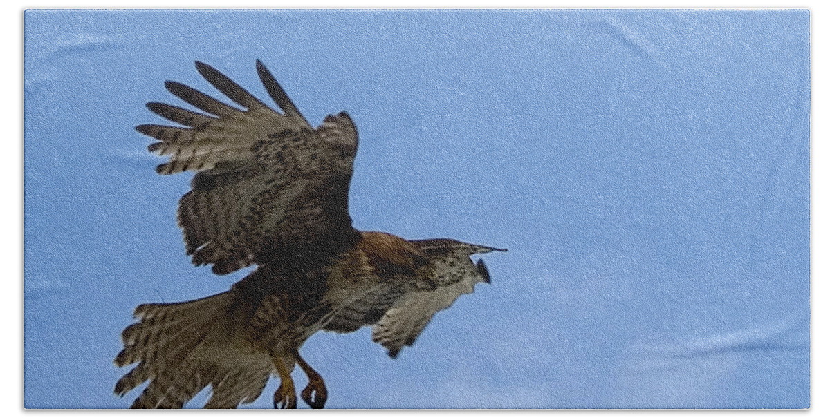 Hawk Beach Towel featuring the photograph Red Tail Hawk by Bill Gallagher