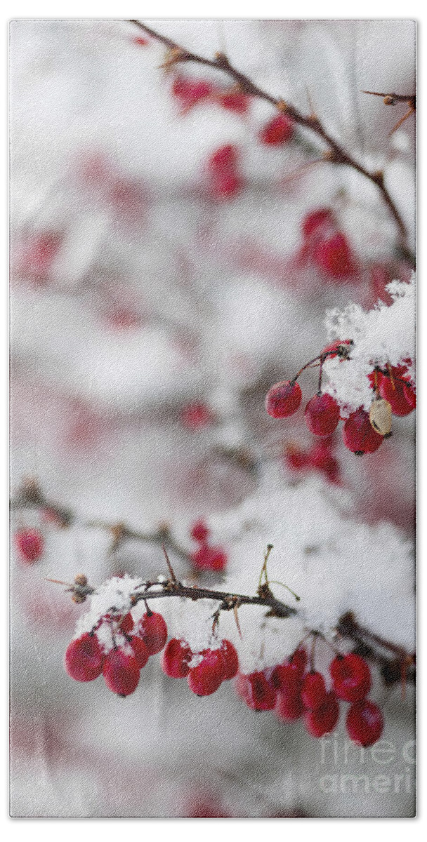 Berries Beach Towel featuring the photograph Red winter berries under snow 2 by Elena Elisseeva